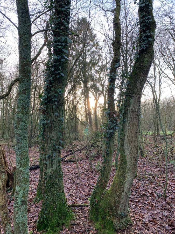 'T Holten Huus - Puur Genieten In Het Bos. Norg エクステリア 写真